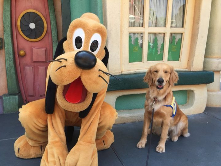 Photo of a service dog with Pluto